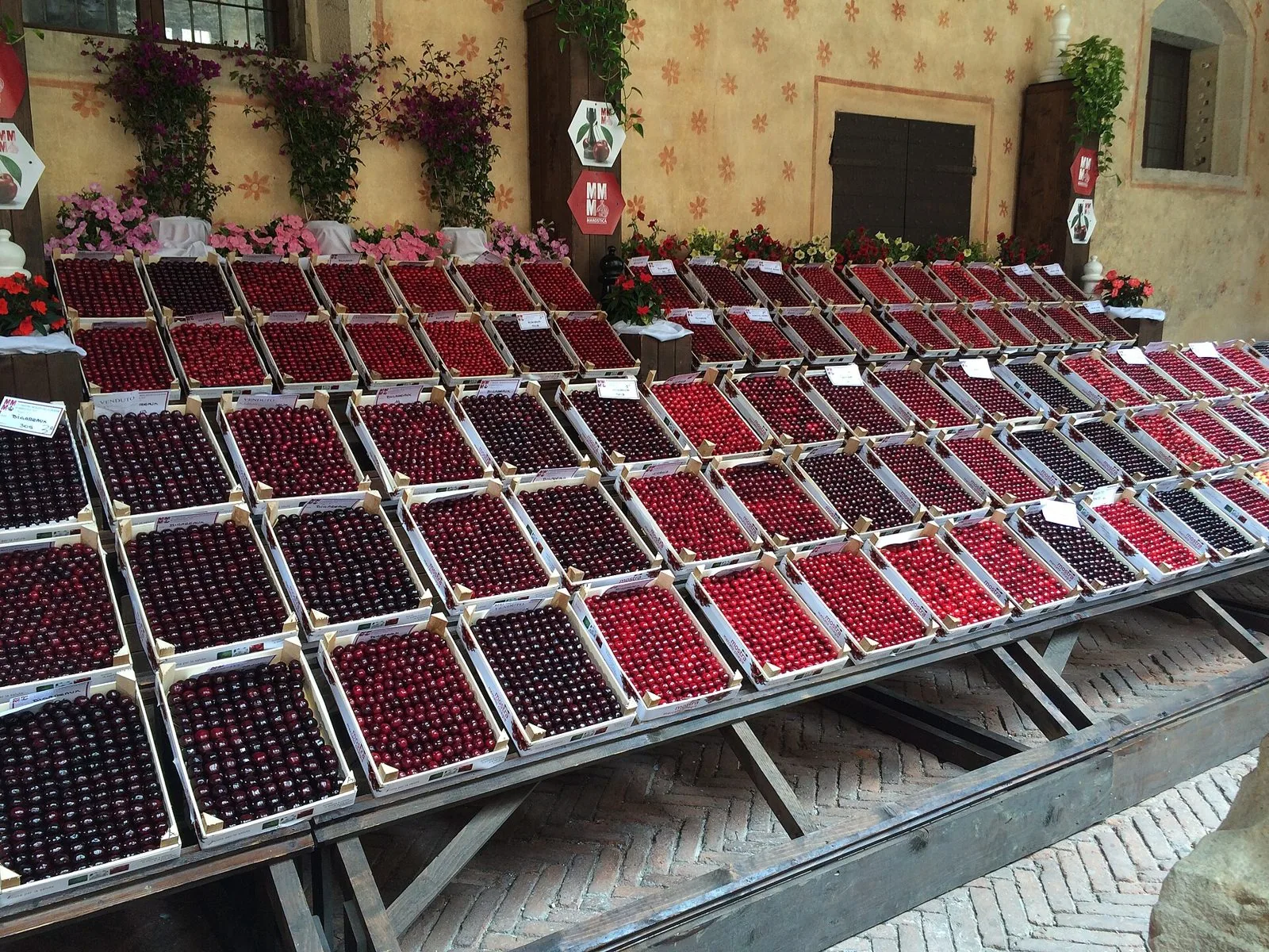 Decine di cassette di ciliegie rosse e scure esposte su lunghi banchi di legno durante la mostra mercato di Marostica, davanti a una parete affrescata con fiori