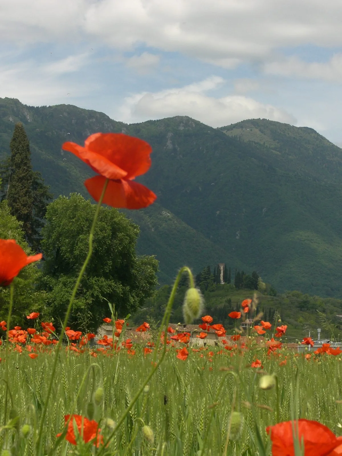 Campo di grano con papaveri rossi a Romano d'Ezzelino, sullo sfondo le pendici verdi del Monte Grappa e una torre sul colle
